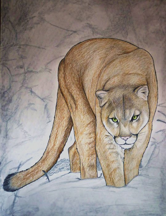 539x700 Cougar Drawing By Pimapegasus