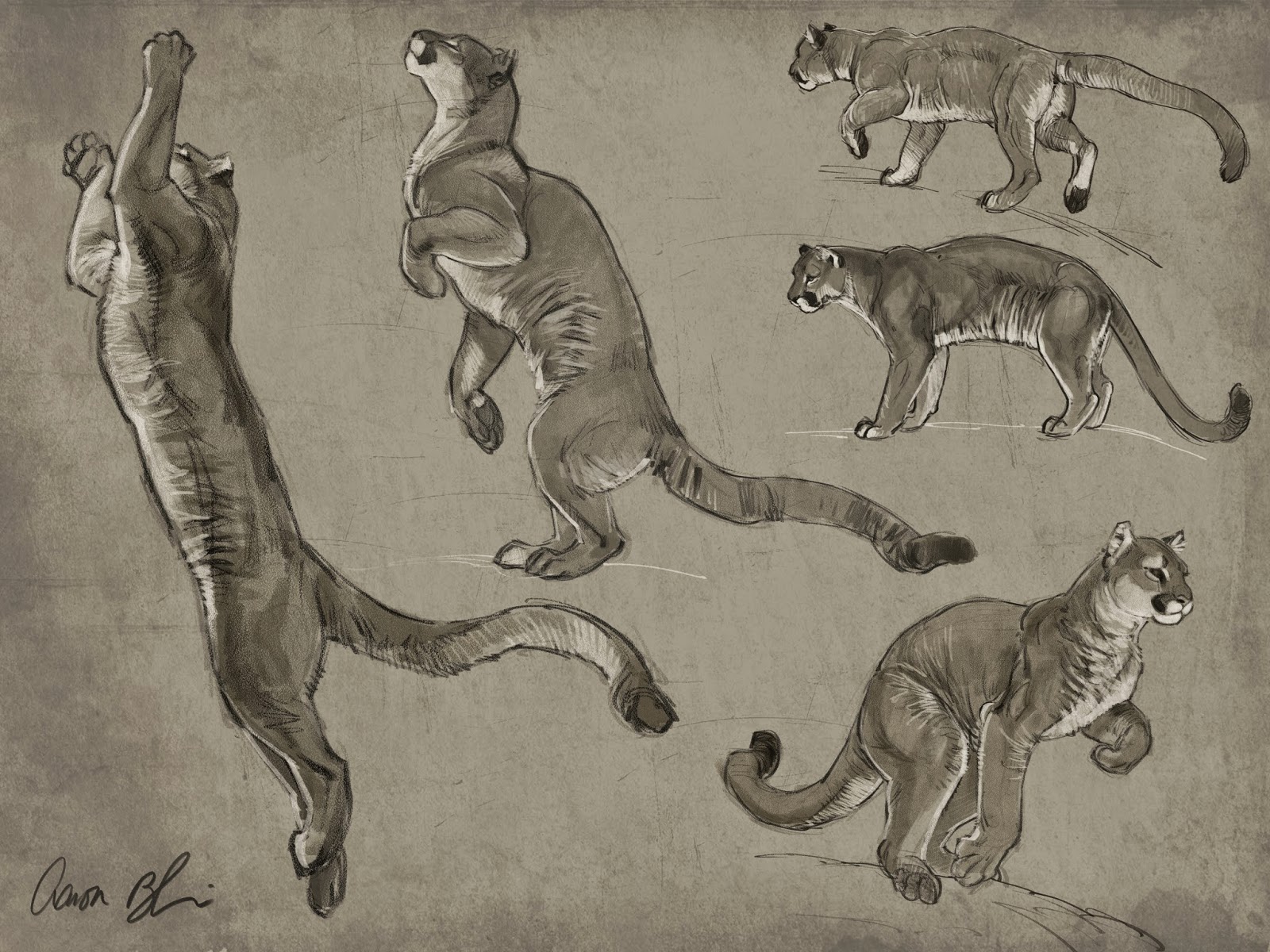 1600x1200 Doing Cougar Studies For My Upcoming How To Draw Big Cats