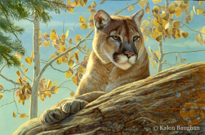 800x528 Front Range Cougar