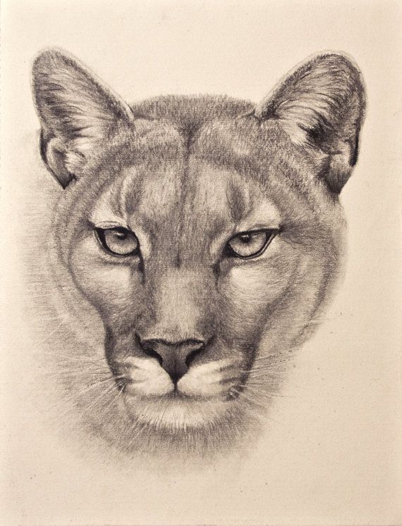 570x747 Cougar Art Print