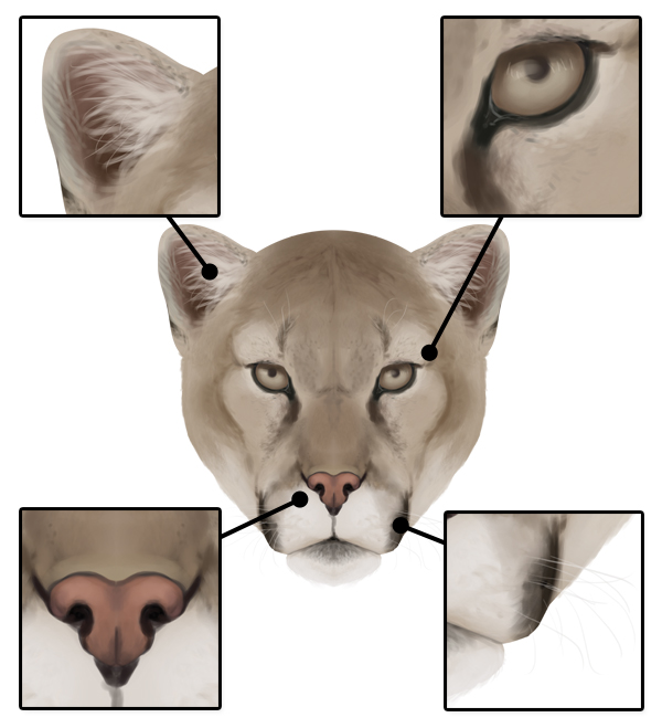 600x659 How To Draw Animals Big Cats, Their Anatomy And Patterns