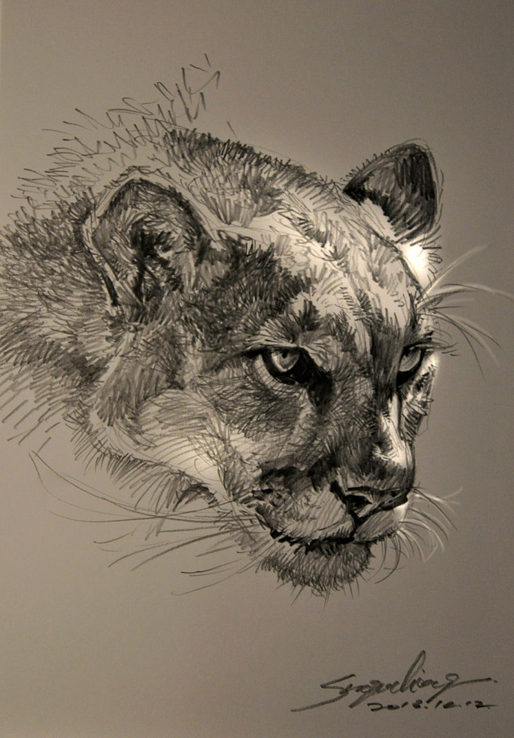 746x1072 The Cougar's Head By Banhatin