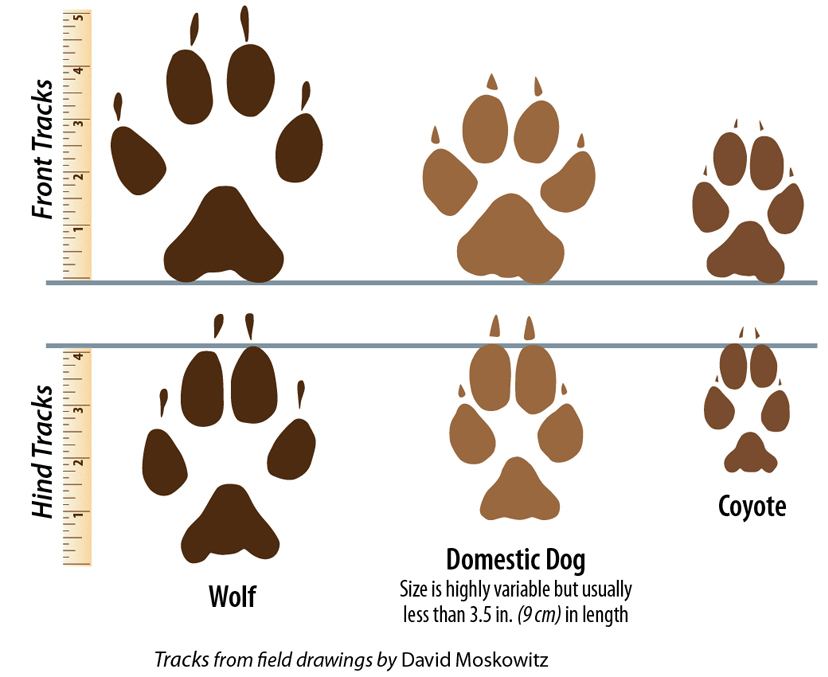 828x677 Signs Of Wolves