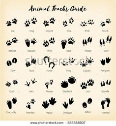 236x256 Tiger Paw Prints Walking Drawing Cougar Paw Prints Cougar Paw