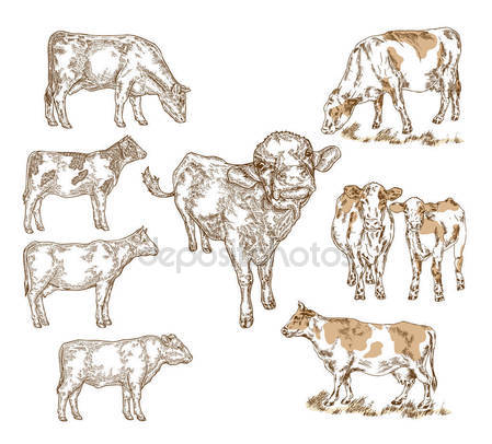 Cow And Calf Drawing at GetDrawings | Free download