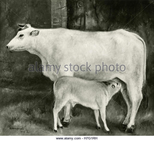 590x540 Painting Of Cow Calf Stock Photos Amp Painting Of Cow Calf Stock