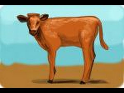 480x360 How To Draw A Calf