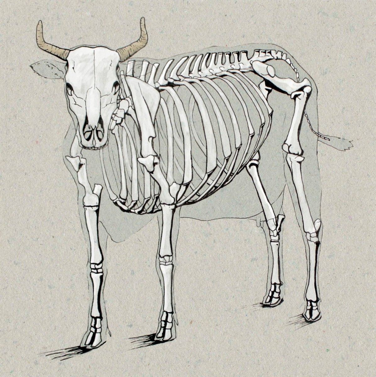 1197x1200 Cow Anatomy Drawing Anatomy Drawings Anatomy