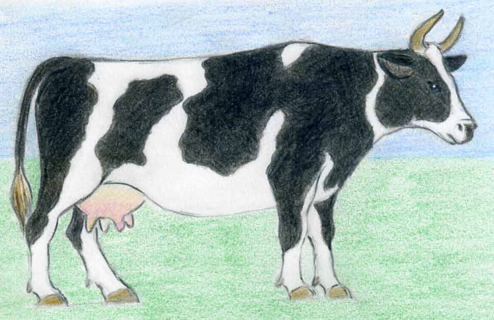 969x629 How To Draw A Cow Step By Step
