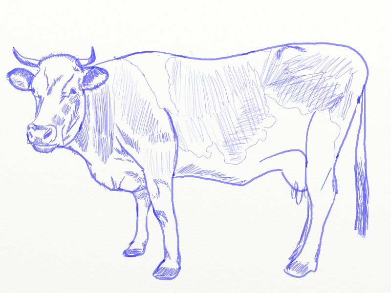 800x600 How To Draw A Cow