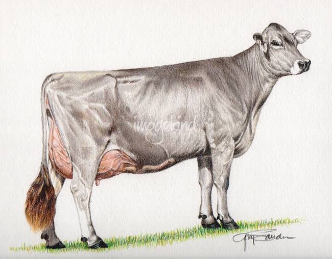 650x508 Stunning Cow Pencil Drawings And Illustrations For Sale On Fine