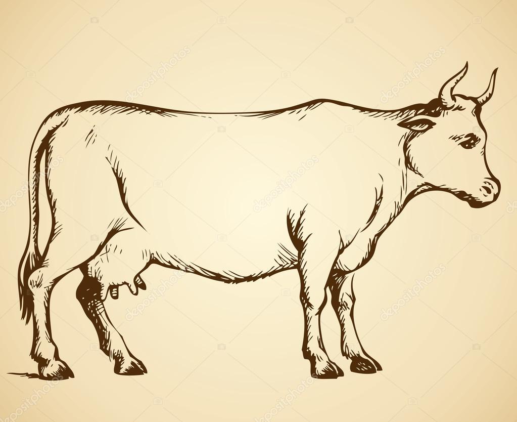 1023x834 Cow. Vector Drawing Stock Vector Marinka