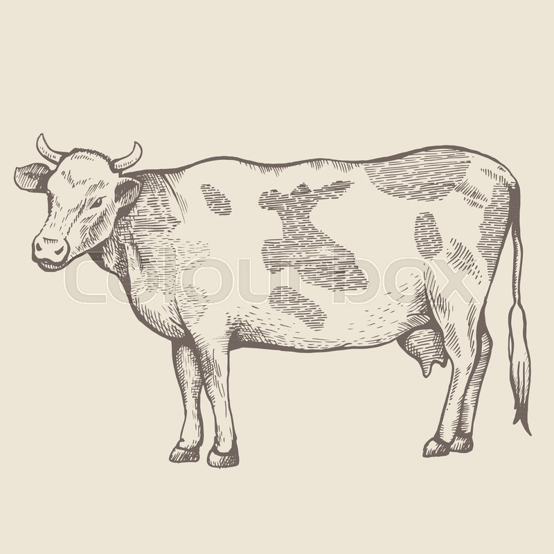 800x800 The Spotted Cow Is Standing. View In Profile. The Drawing Is Drawn