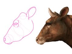 236x177 How To Draw Cow Head 8 Farm Animal Artwork Cow