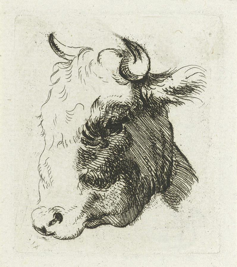 797x900 Study Sheet With A Cows Head Drawing By D. Merrem