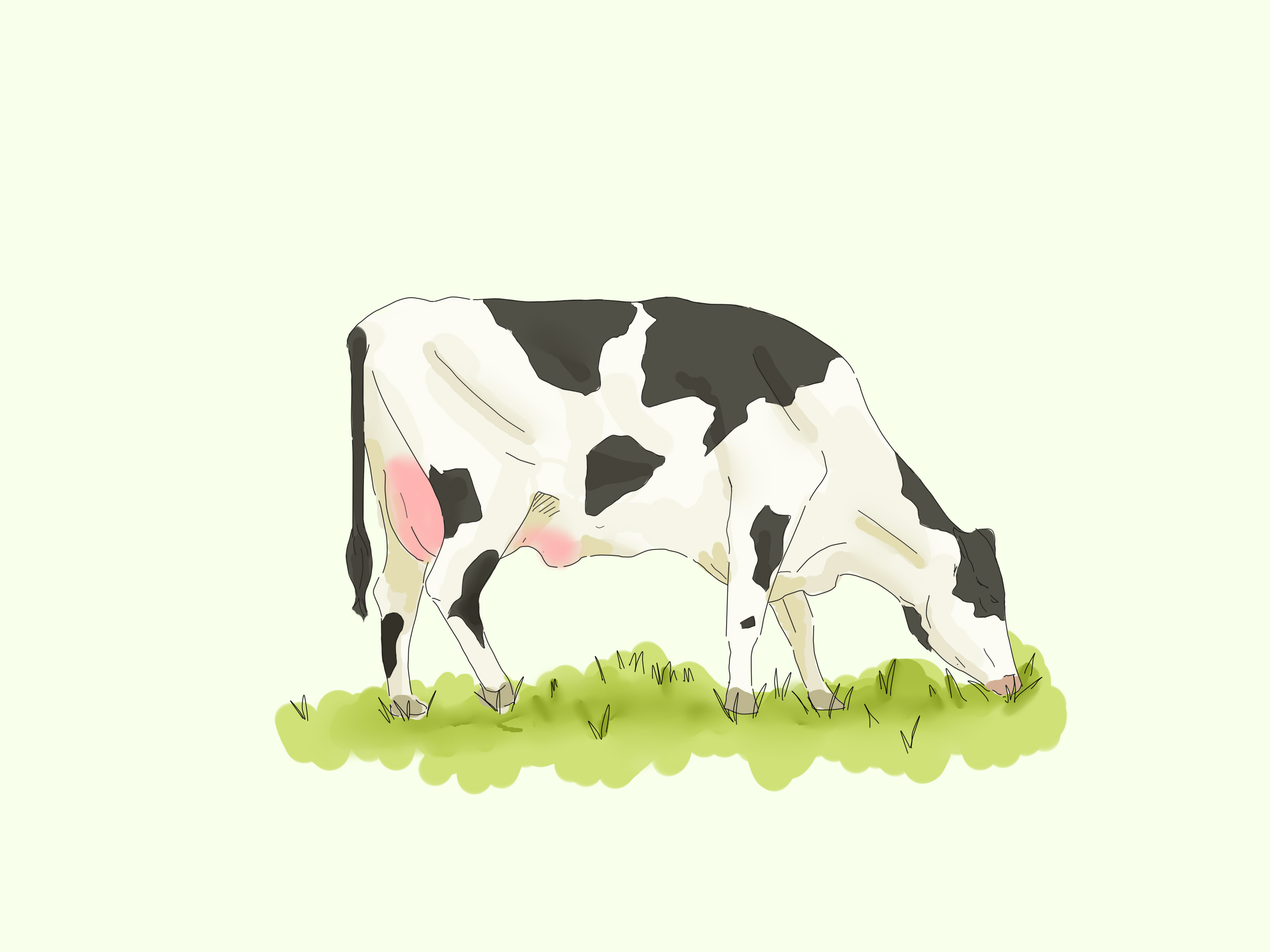 3200x2400 Characteristics That Cows Have. How To Draw A Cow Step By Step