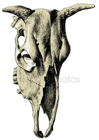 319x450 Cow Skull Stock Vectors, Royalty Free Cow Skull Illustrations