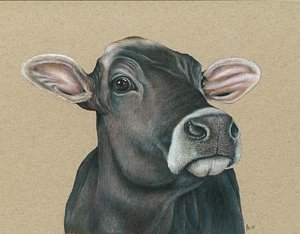 300x234 Jersey Cows Drawings Fine Art America