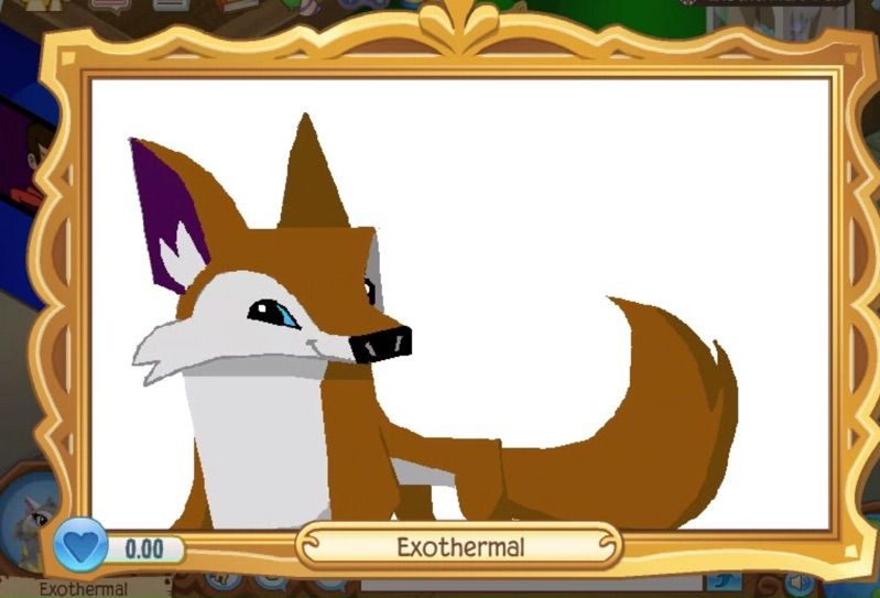 799x543 Coyote Drawing! Aj Amino Amino