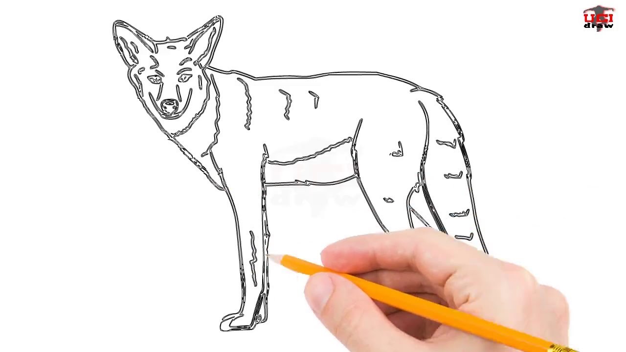1280x720 How To Draw A Coyote Step By Step Easy For Beginnerskids Simple