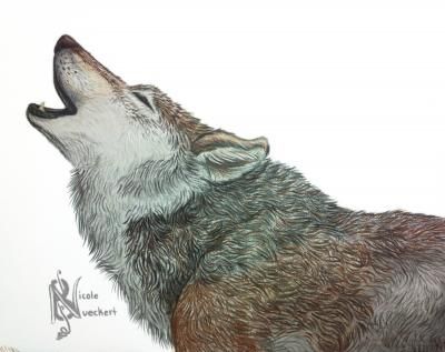 400x317 27 Best Wolf Art Images On Wolves Art, Wolves And Wolf