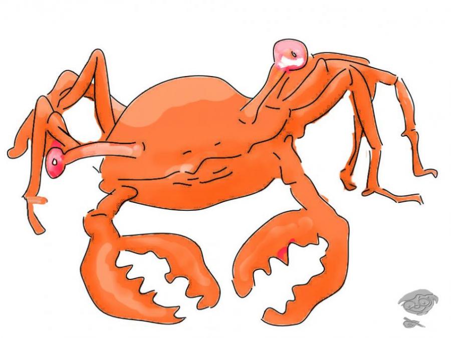 900x675 Crab Colour. Engineering Drawing. Drawings. Pictures. Drawings