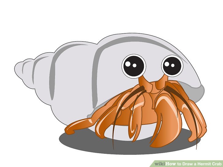 728x545 How To Draw A Hermit Crab 8 Steps (With Pictures)