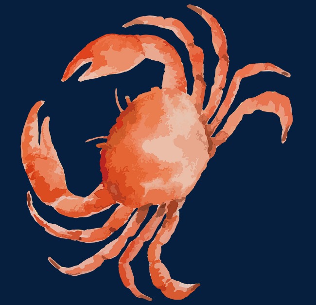 650x627 Vector Drawing Crabs Material, Crab, Crabs, Vector Crab Png