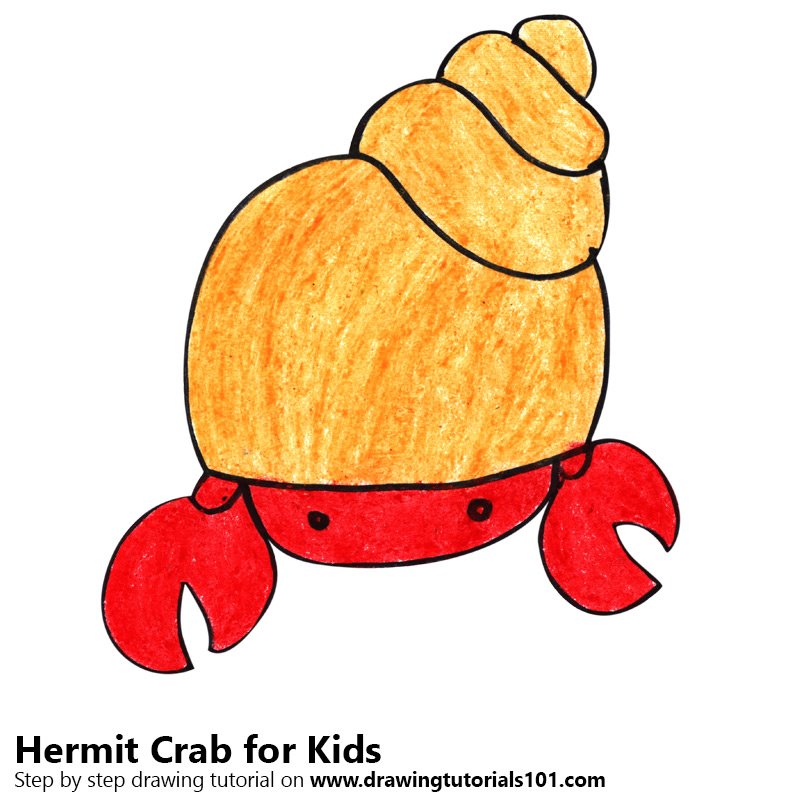800x800 Learn How To Draw A Hermit Crab For Kids (Animals For Kids) Step