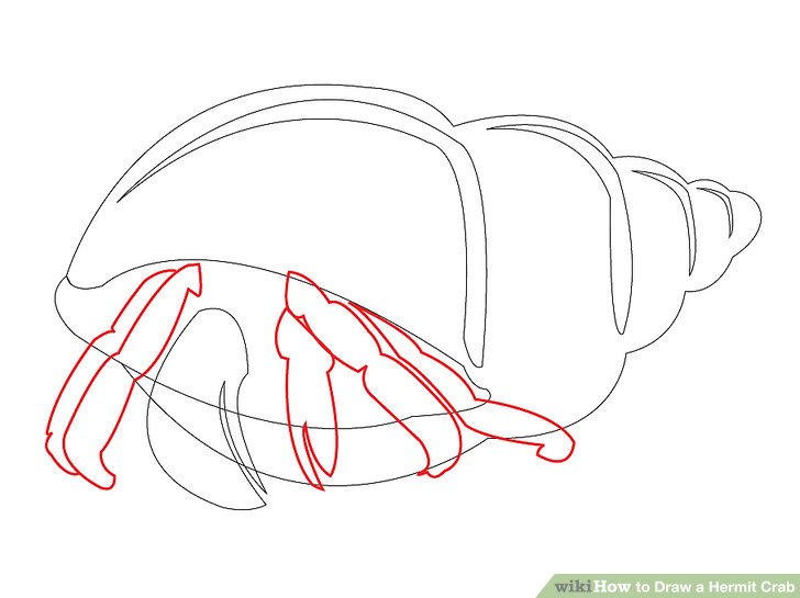 728x545 How To Draw A Hermit Crab 8 Steps (With Pictures)