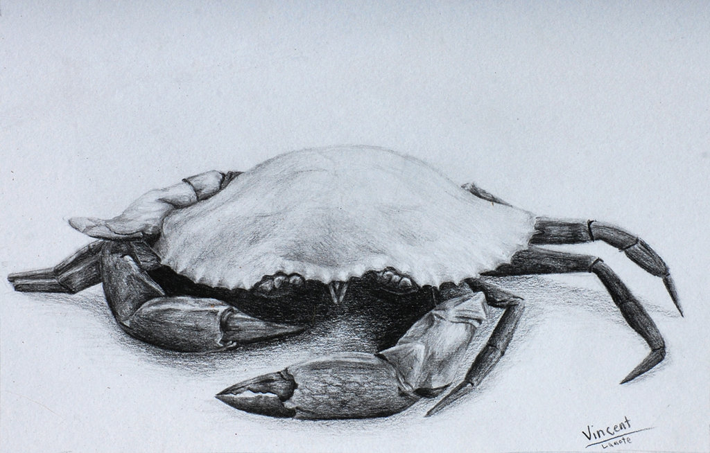 1024x654 Mud Crab Drawing By Firedragon22