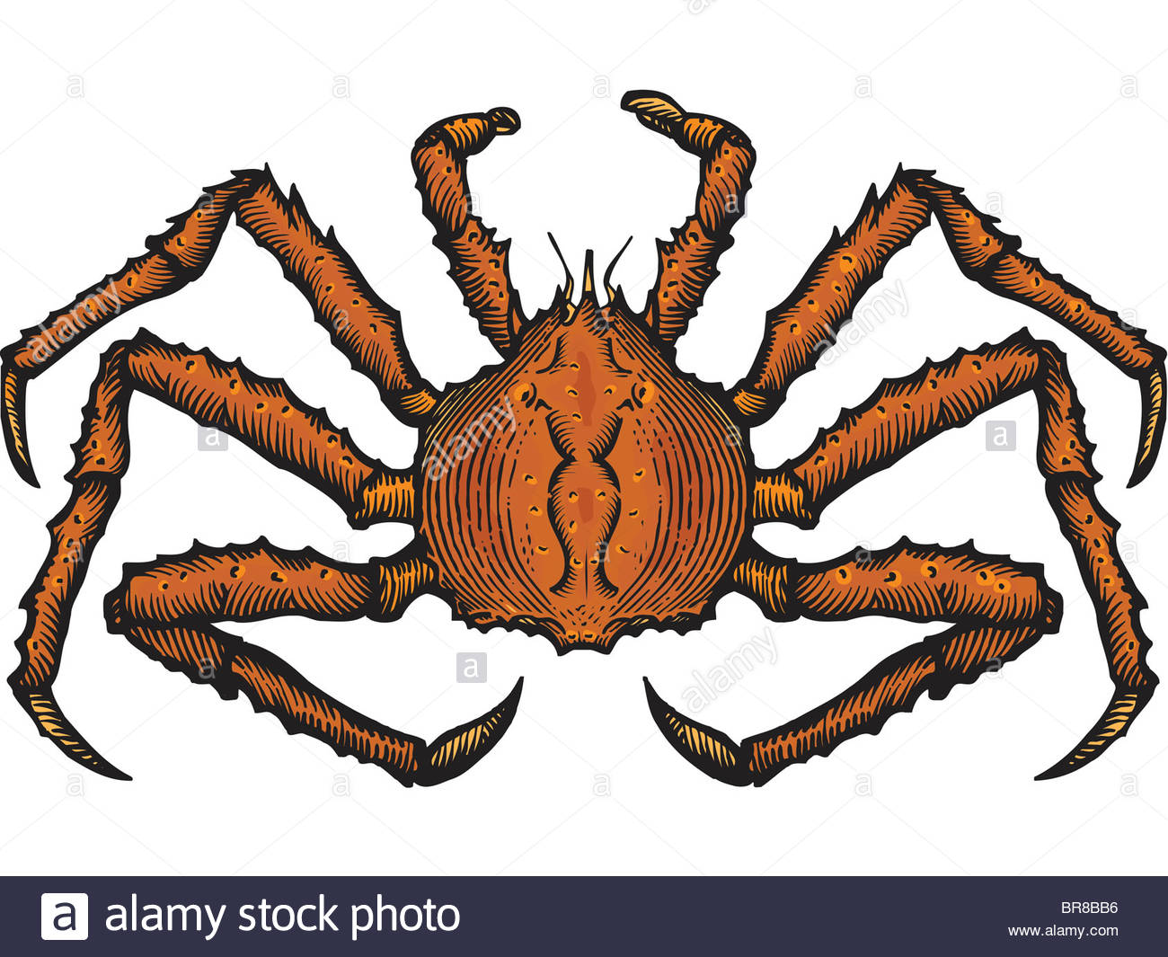 1300x1065 Crab Drawing Stock Photos Amp Crab Drawing Stock Images