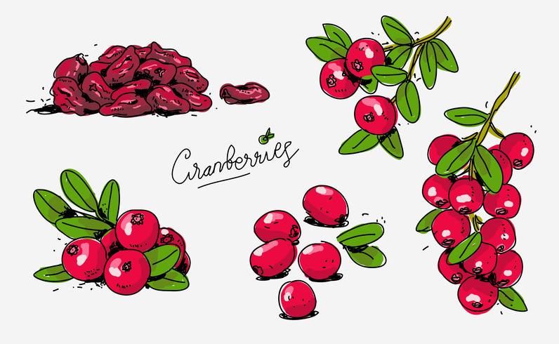 796x490 Red Cranberries Hand Drawn Doodle Vector Illustration