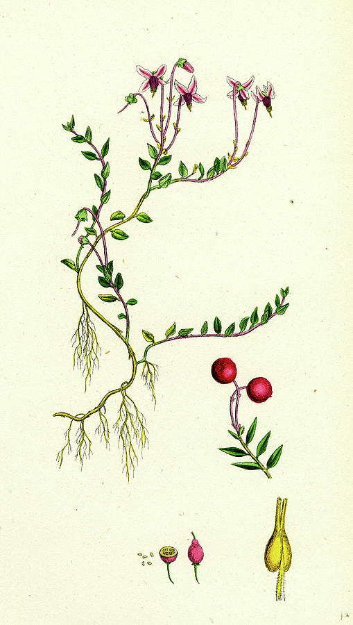 509x900 Vaccinium Oxycoccos Marsh Cranberry Drawing By English School