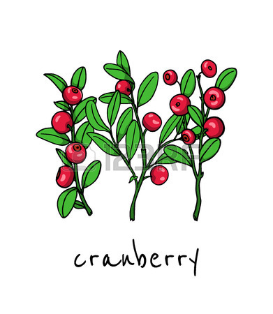 391x450 Vector Illustration Of Hand Drawn Cranberry Twigs. Beautiful