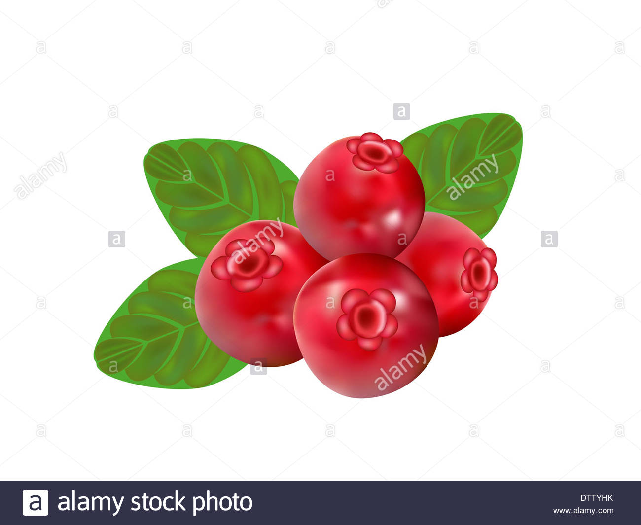 1300x1065 Cranberry On White Background,drawing By Illustration Stock Photo