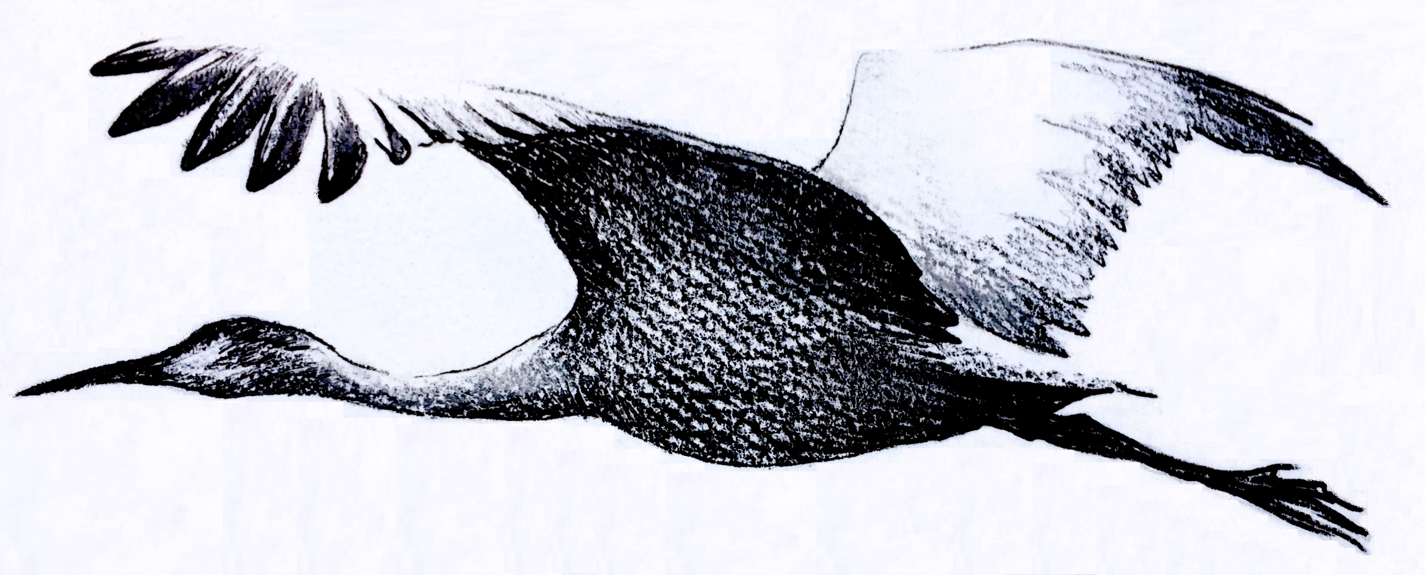 2833x1144 Sandhill Crane Migration