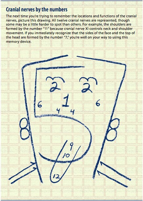 463x653 Kenhub On Twitter Great Drawing To Remember The Cranial Nerves