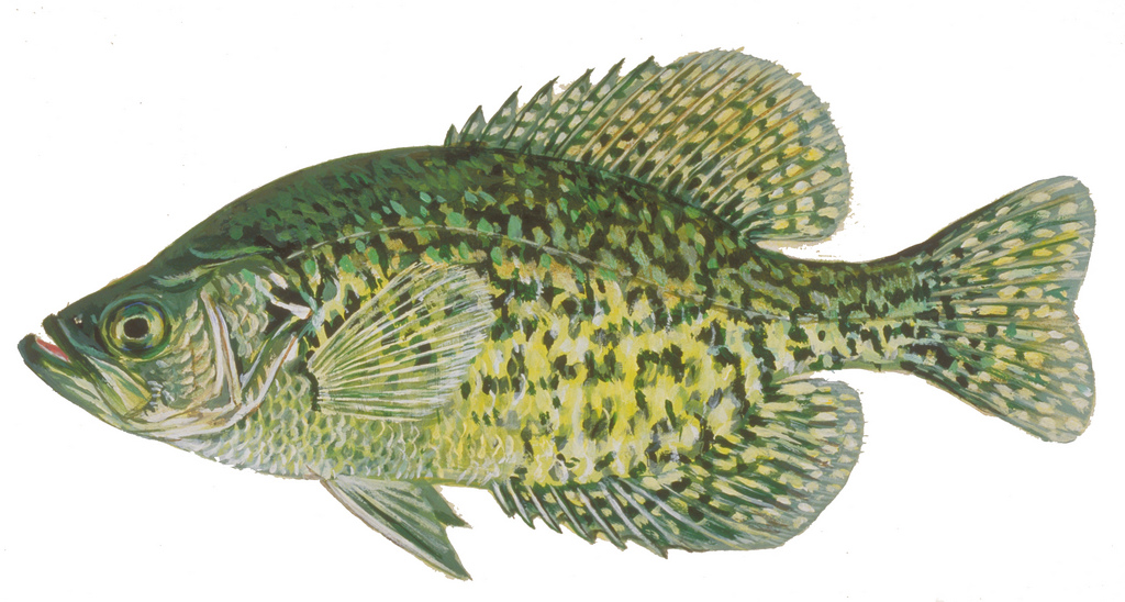 Crappie Drawing at GetDrawings | Free download