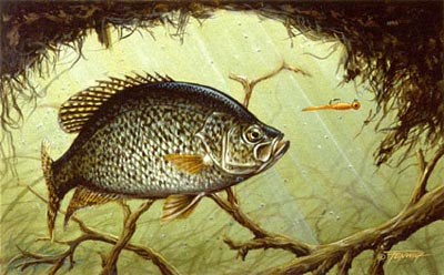 400x248 Black Crappie