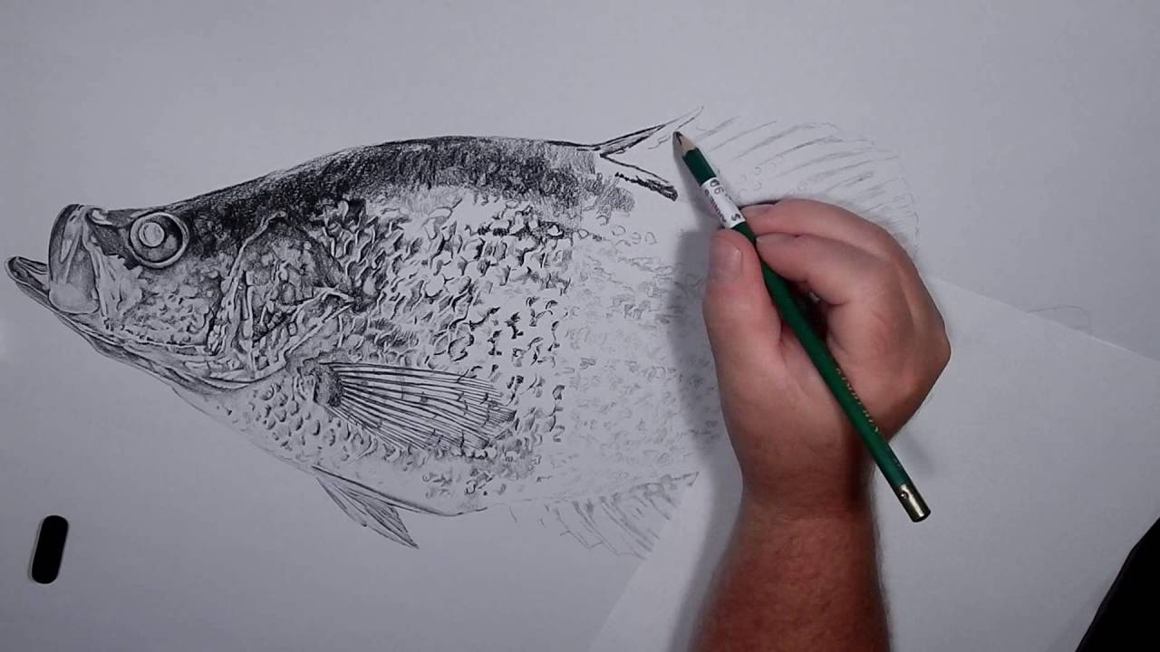 1280x720 Crappie Drawing