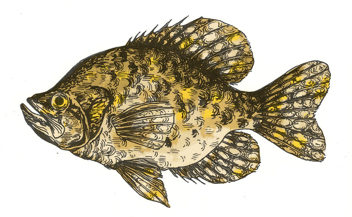 1137x702 Crappie Drawing By Gretzkyfan99