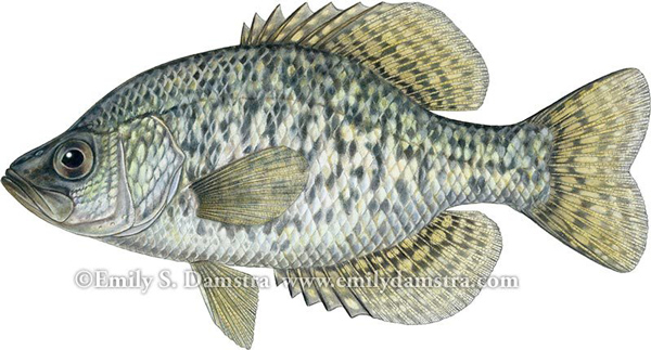 600x323 Fish, Fungus And Flea Beetles