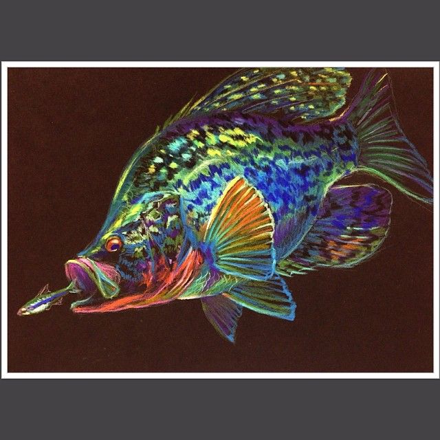 640x640 My First Crappie Drawing, Drawing Available On My Etsy Page. Thank