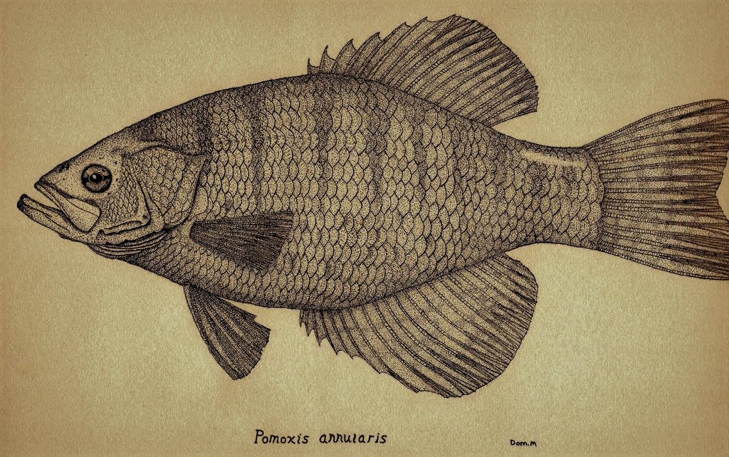 1024x642 White Crappie Stipple Drawing. By Vetterli71