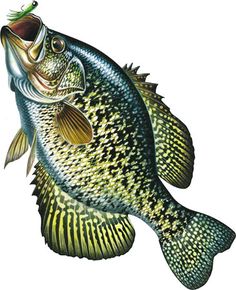 Crappie Drawing at GetDrawings | Free download