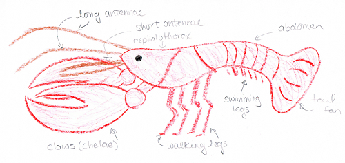 500x237 Today In Weird Invertebrates Lawn Crayfish