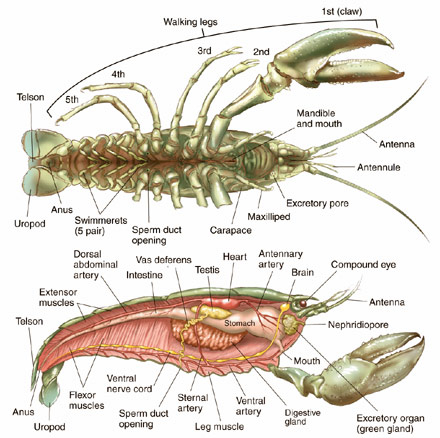 440x438 Crayfish Anatomy Drawing Sketch Image Illustration
