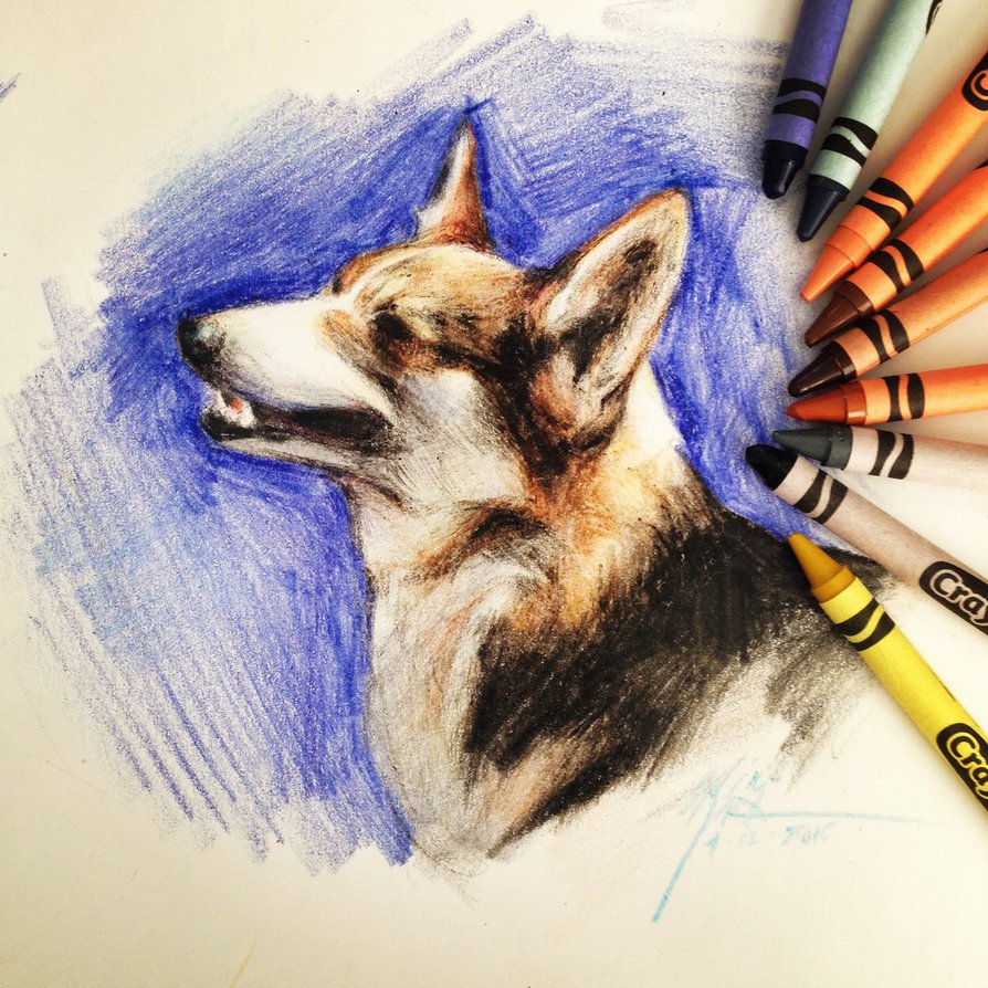 894x894 Corgi In Crayola Crayons By Capukat