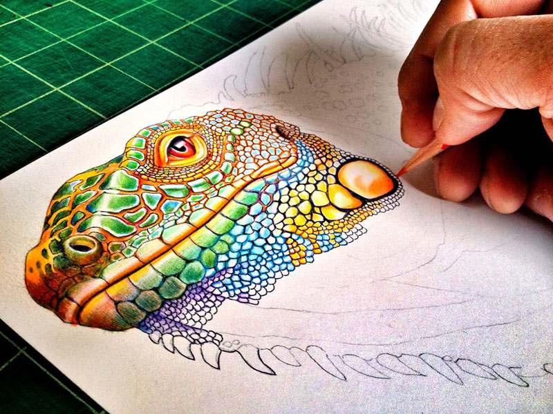 800x600 Incredibly Detailed Lizards Using Pencil Crayons Page Of Sunil